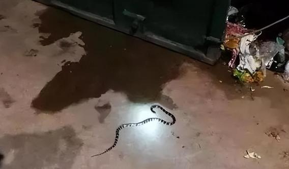 2018年，陕西一位21岁女孩网购蛇被咬伤7天后身亡，母亲索赔140万