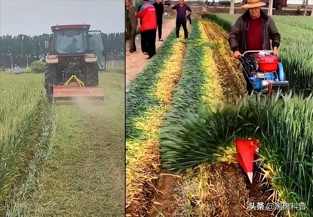 割青麦事件感想,割青麦做青饲料事件