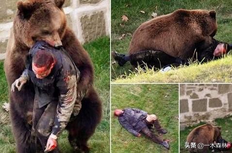 东北棕熊和俄罗斯棕熊再次打架,棕熊和棕熊打起来谁更厉害