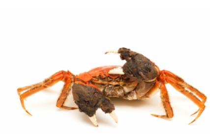 哪种动物吃蟑螂最好,蟑螂最怕的克星是什么动物