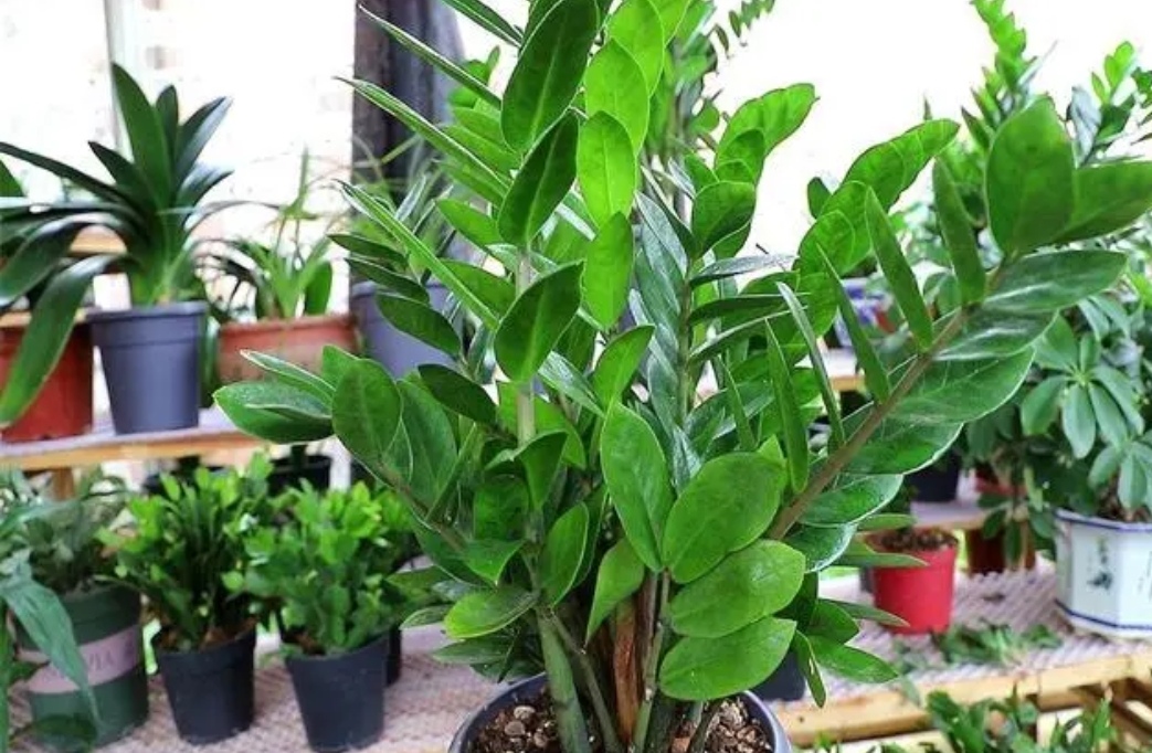 客厅一年四季都好养的什么大植物,客厅盆栽植物推荐第一名发财树