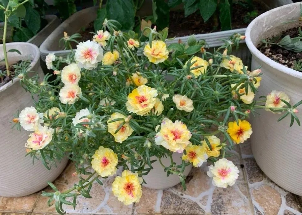 春天养什么花最漂亮也最好养,春天养什么花好看又实用