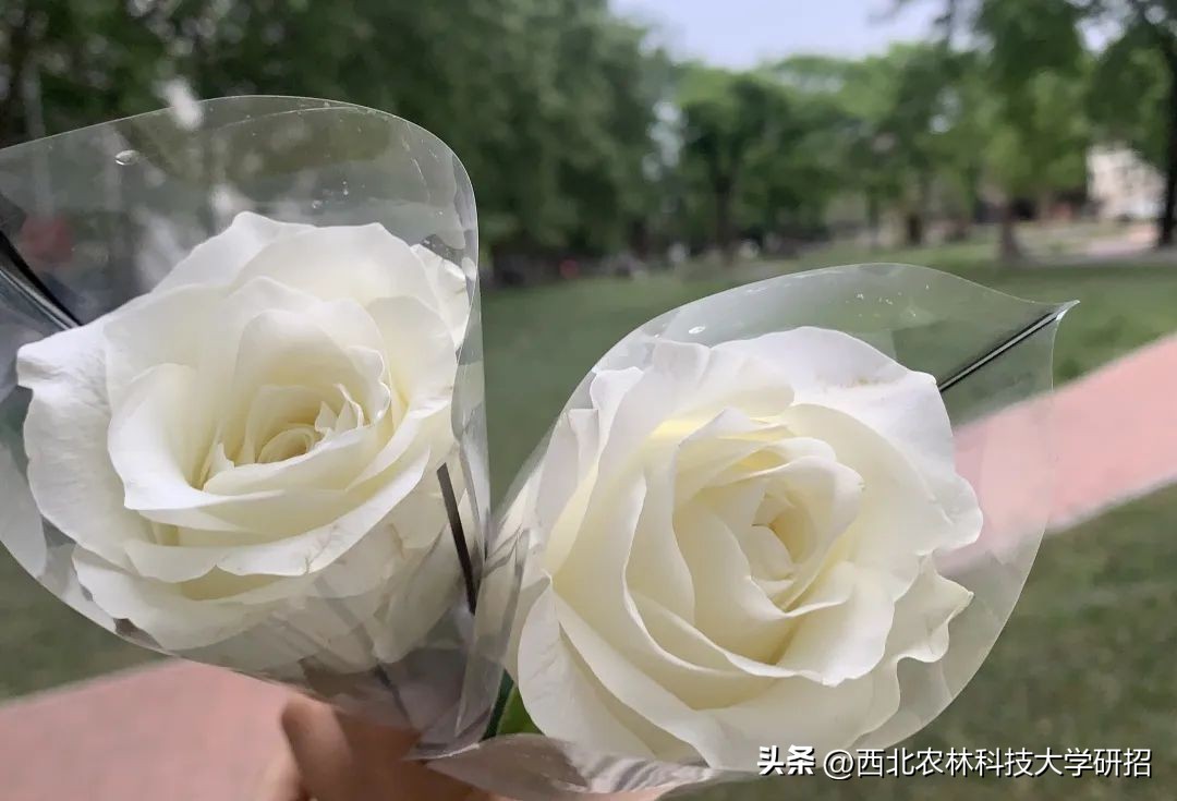 【“研”途风景|第6期】突然发现的瞬间