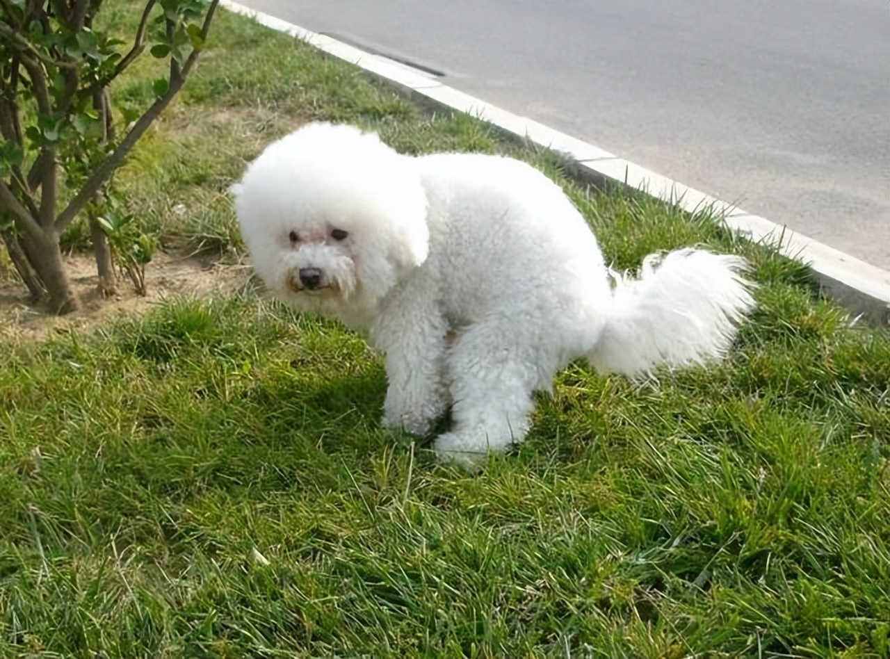 比熊拉了很多虫是什么情况,比熊要驱虫的表现是什么