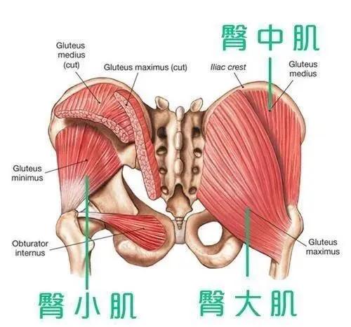 居家翘臀塑形在家怎么练,居家翘臀秘诀