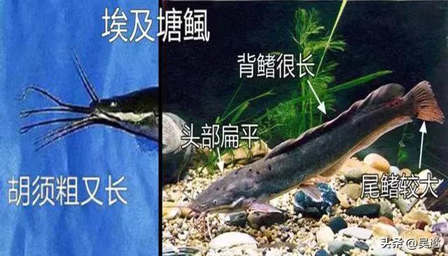 放生是否为了求功德,放生塘鲺的功德