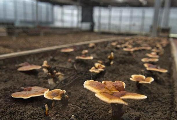 灵芝种植创业故事,野外种植灵芝一年收入