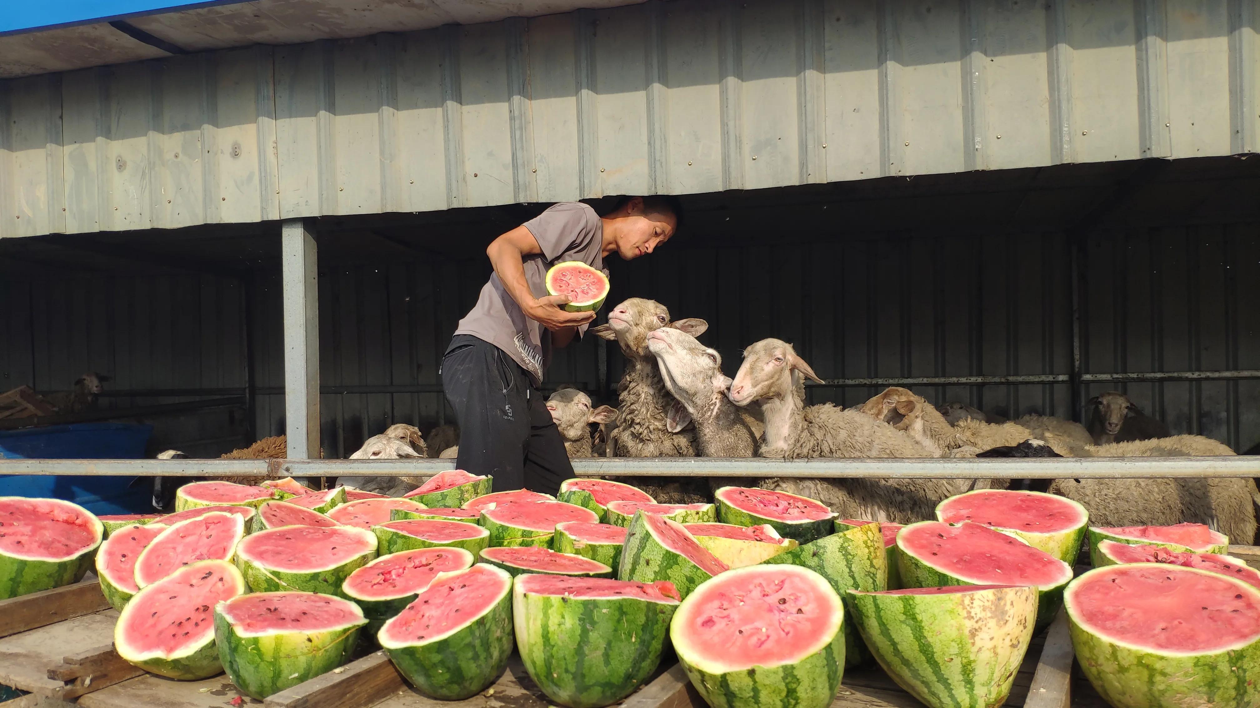 放养的羊一天生太多小羊怎么管,成群小羊不长成僵羊了怎么治