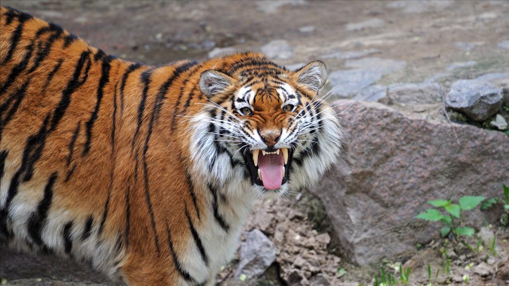 大白鲨咬合力真的只有400公斤吗,十大咬合力最强动物巨齿鲨