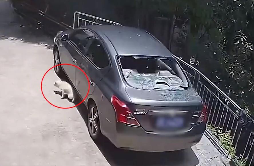 广西一小车玻璃突然炸裂，狗子吓到直接跑开，男子淡定拿出元凶