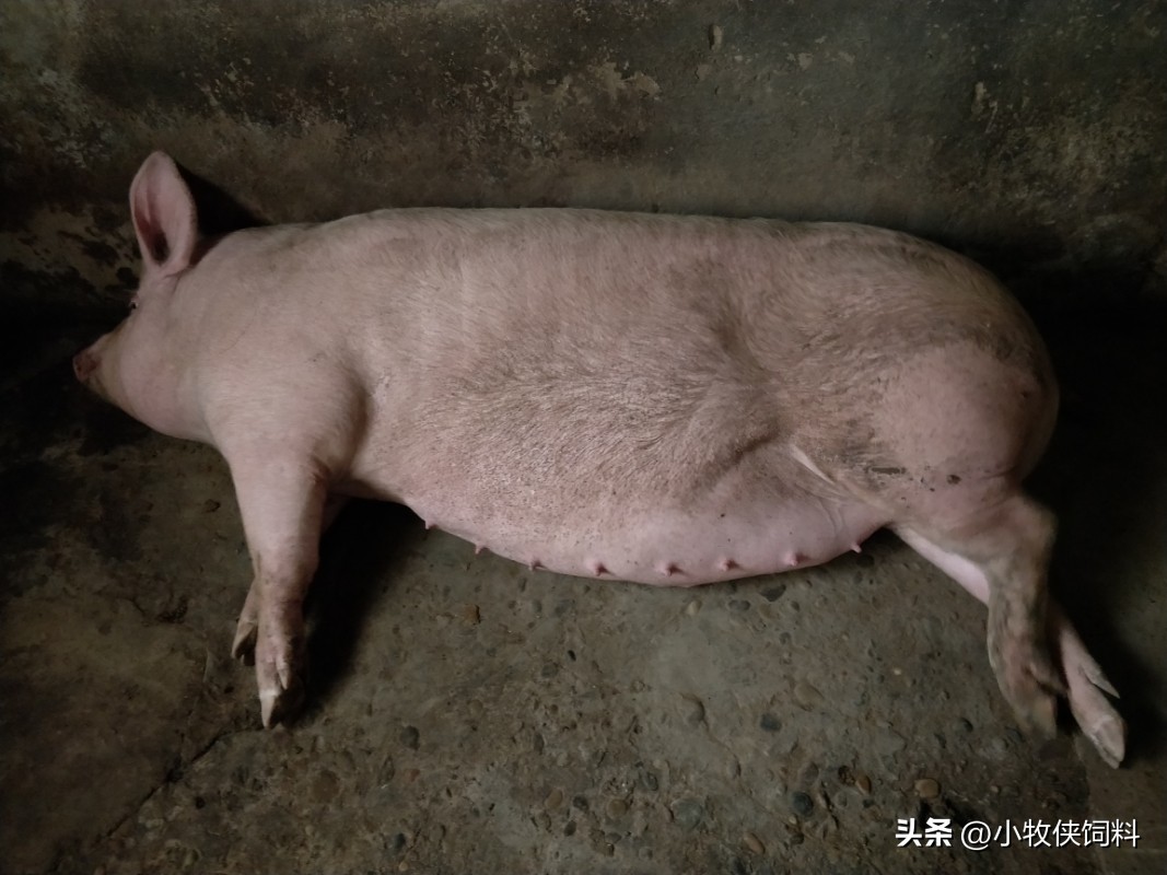 猪拉粪球怎么处理,猪拉干粪不吃食怎么治