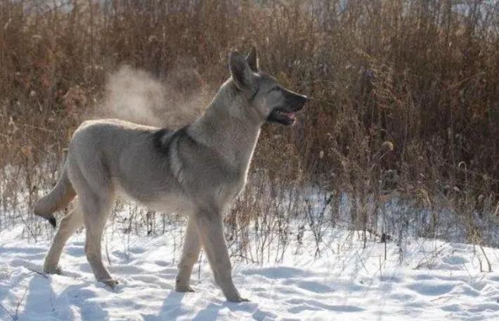 狼青犬咬死三只狗,4条狼青犬咬死数十只羊