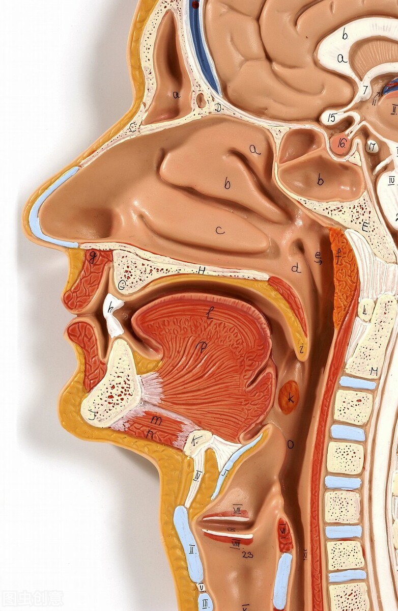 长期咳嗽久治不愈的原因是肾虚,长期咳嗽久治不愈挂什么科