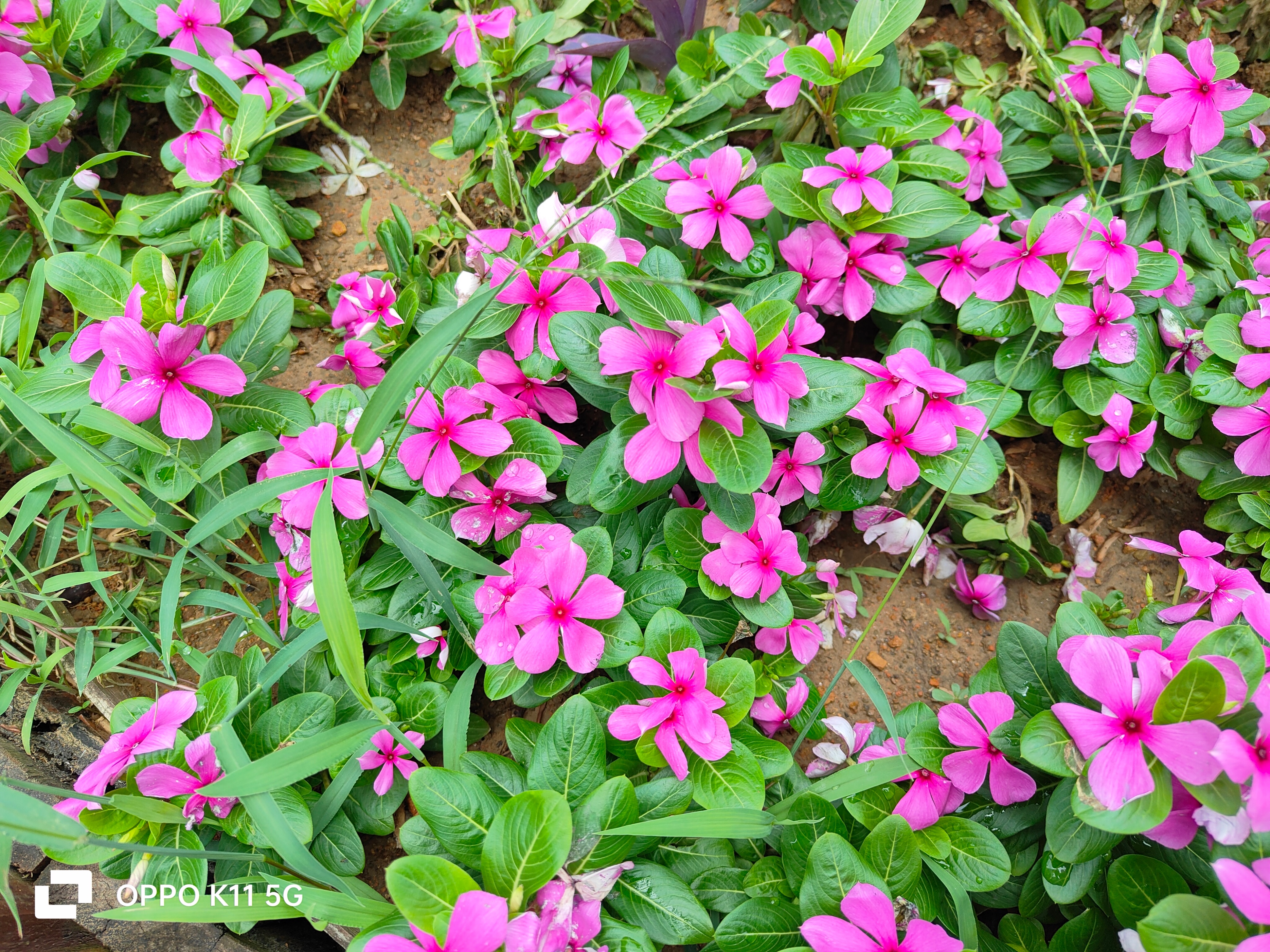 为什么oppok11画质不太好,oppok11为什么王者不能分屏