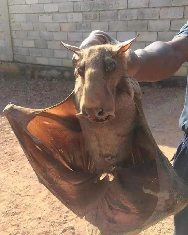 50个稀世珍宝,50个罕见的巨物让人惊叹