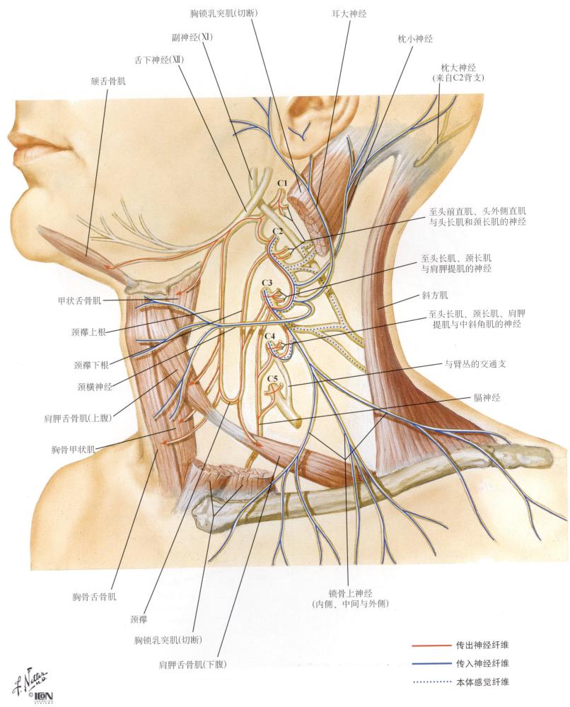 脊神经支配区域解剖图简图,脊神经及其分支的支配范围