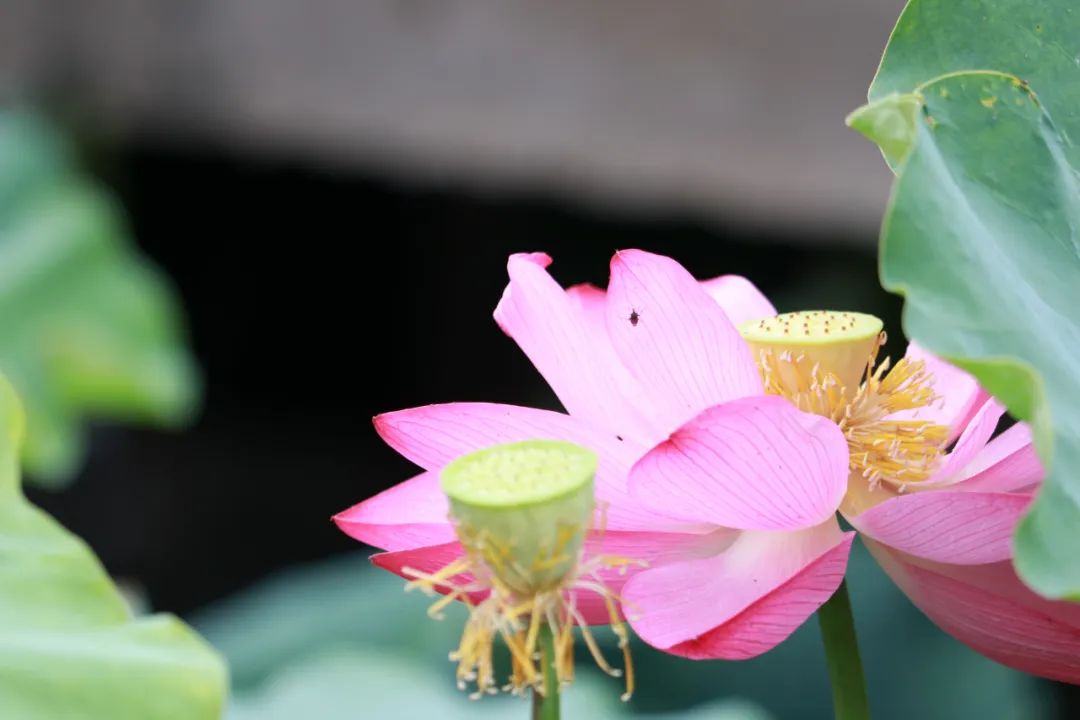 临沂夏日荷花盛开,临沂的荷花火了