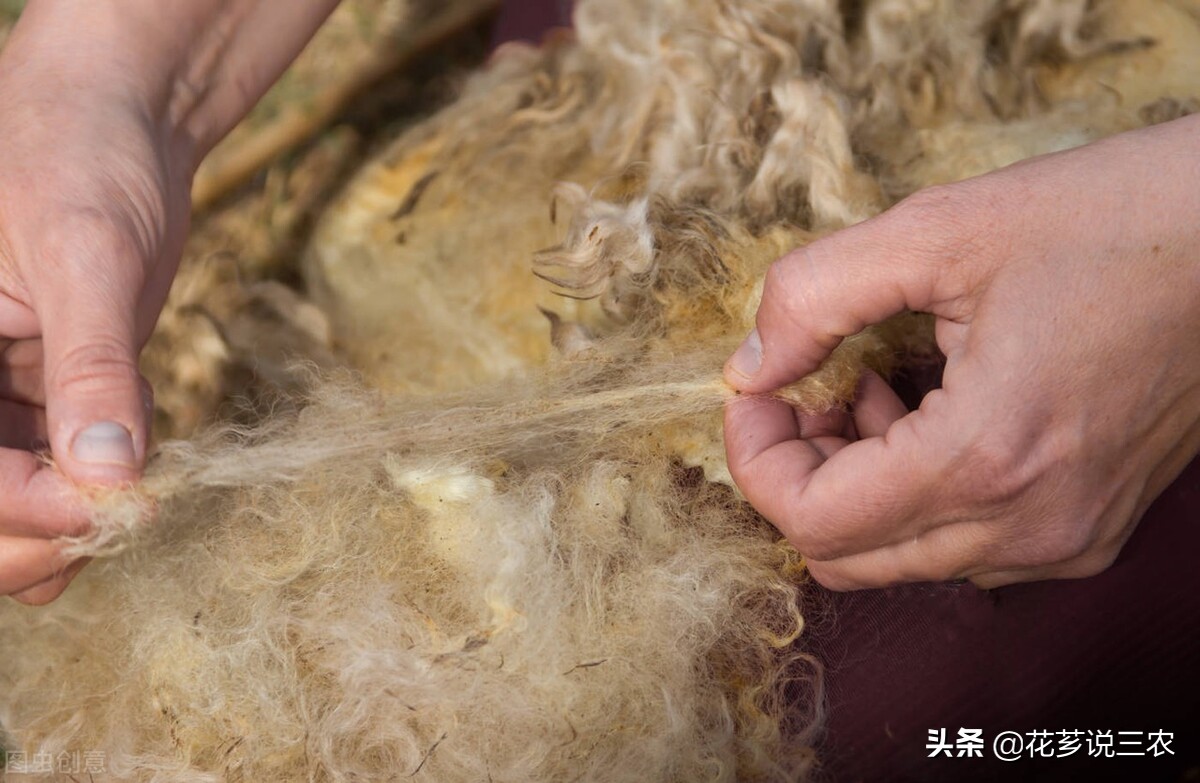 给羊驱虫养羊技术与羊病防治,养羊病毒性疾病预防