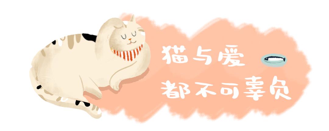 20多斤巨型橘猫,20斤的流浪橘猫