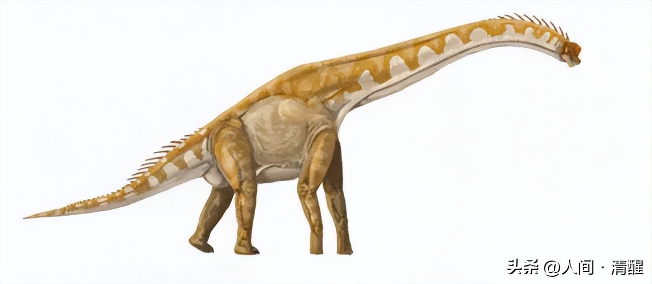 蜥脚类恐龙长什么样子,各种蜥脚类恐龙大小比较