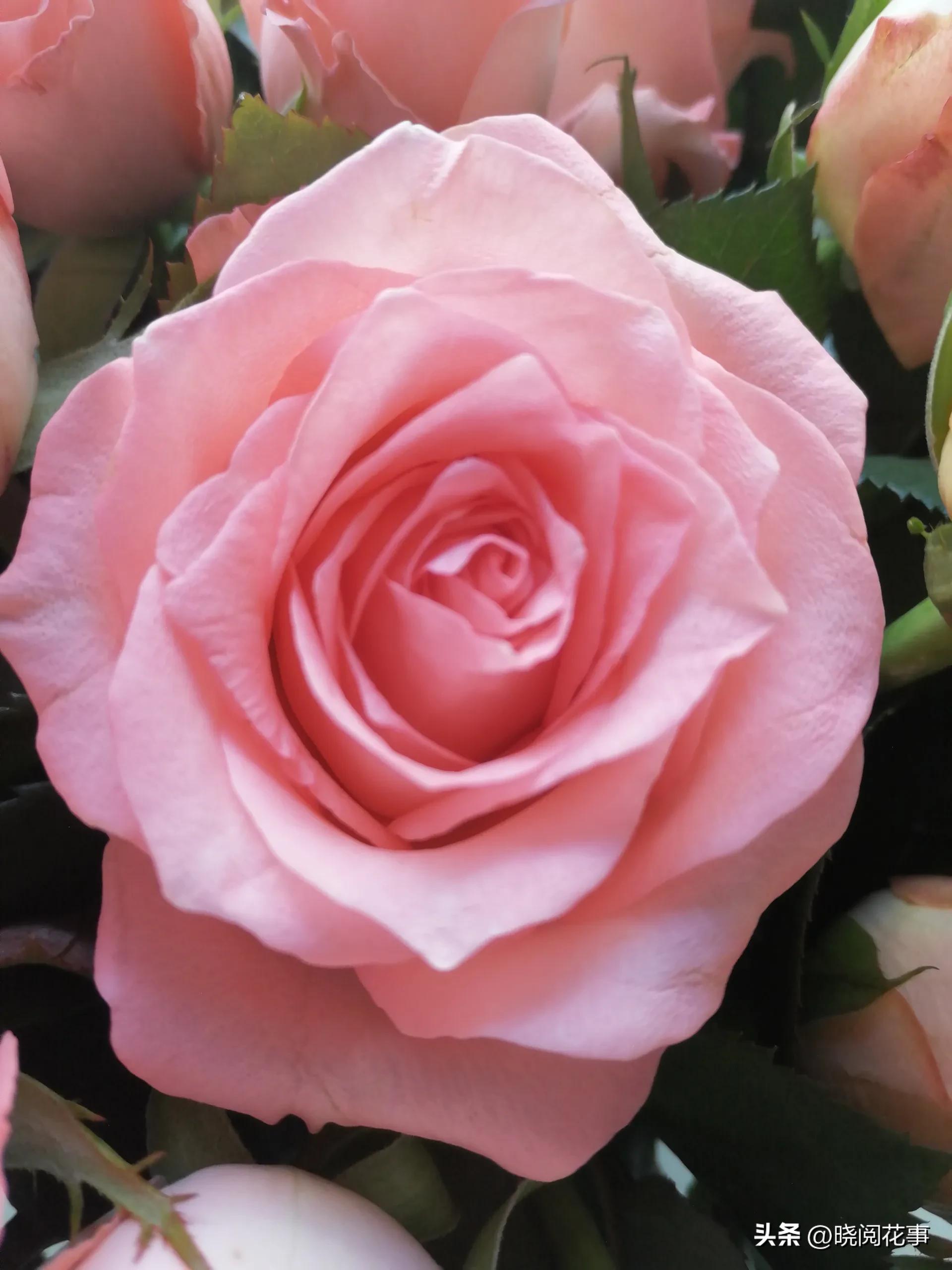 怎么提前准备花表白,表白女朋友送什么花