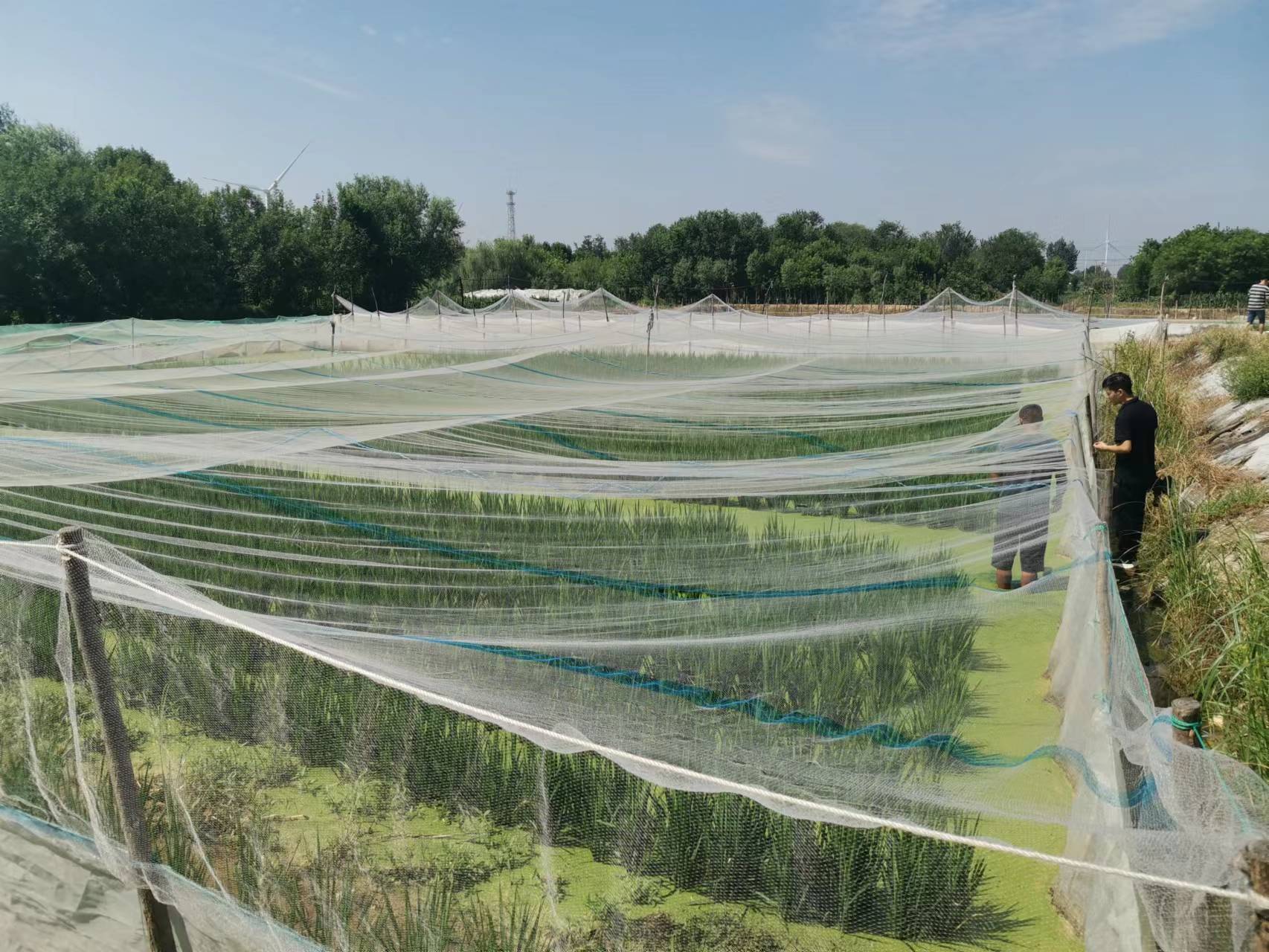 稻田里巧养水蛭助力乡村振兴,稻田养殖水蛭投资方案