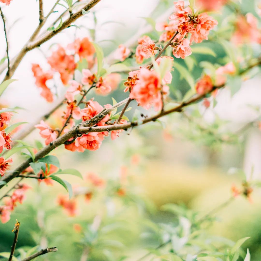 林深时见鹿溪午不闻钟李白,盘点李白最温柔的诗词