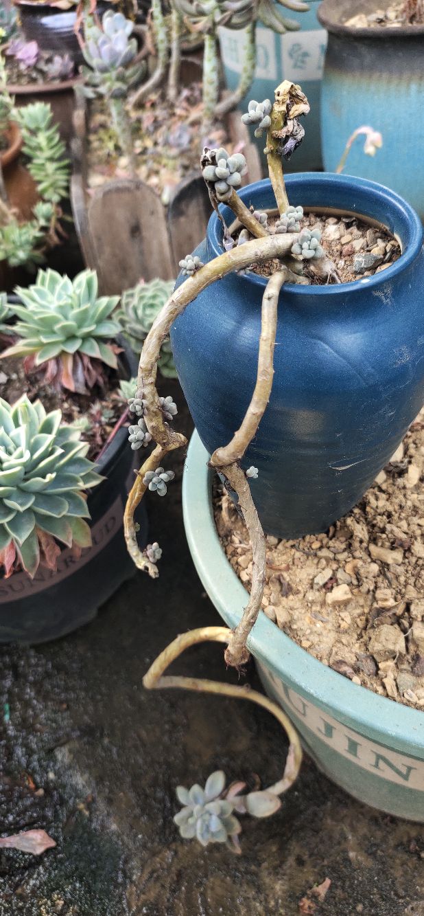 看我满屏都装不下的肉多多