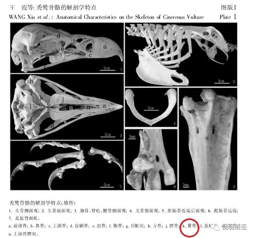 剥掉伪国学的画皮,扒一扒西方历史