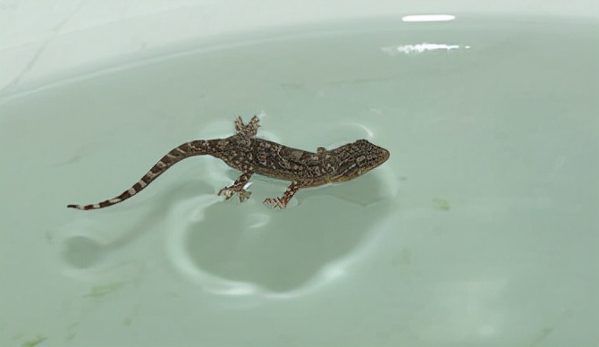 家里进壁虎了要不要把它打下来,家里进了壁虎怎么驱赶