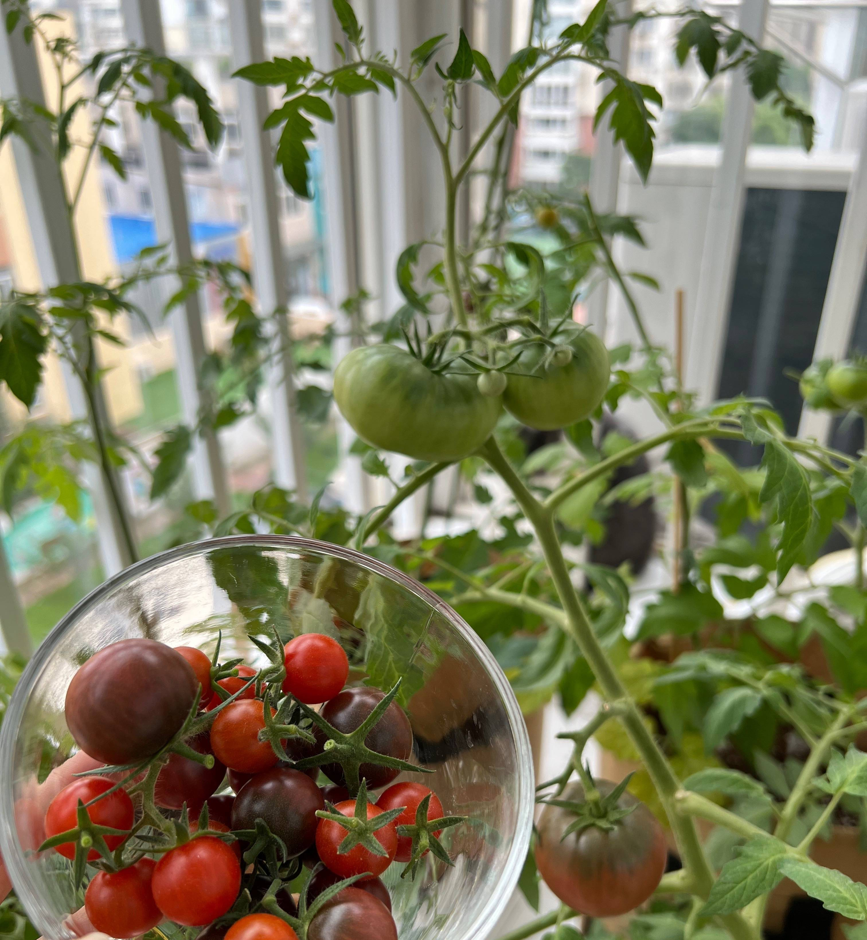 阳台种菜的最佳方法,阳台种菜的方法和技巧大全