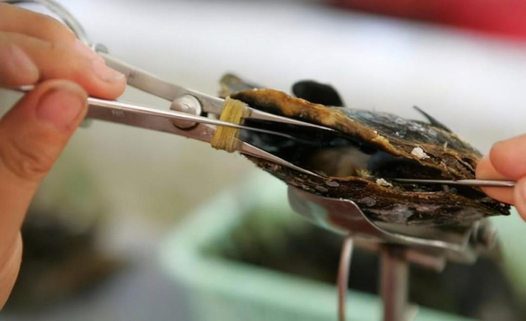 珍珠guild证书怎么看,大溪地黑珍珠鉴定证书