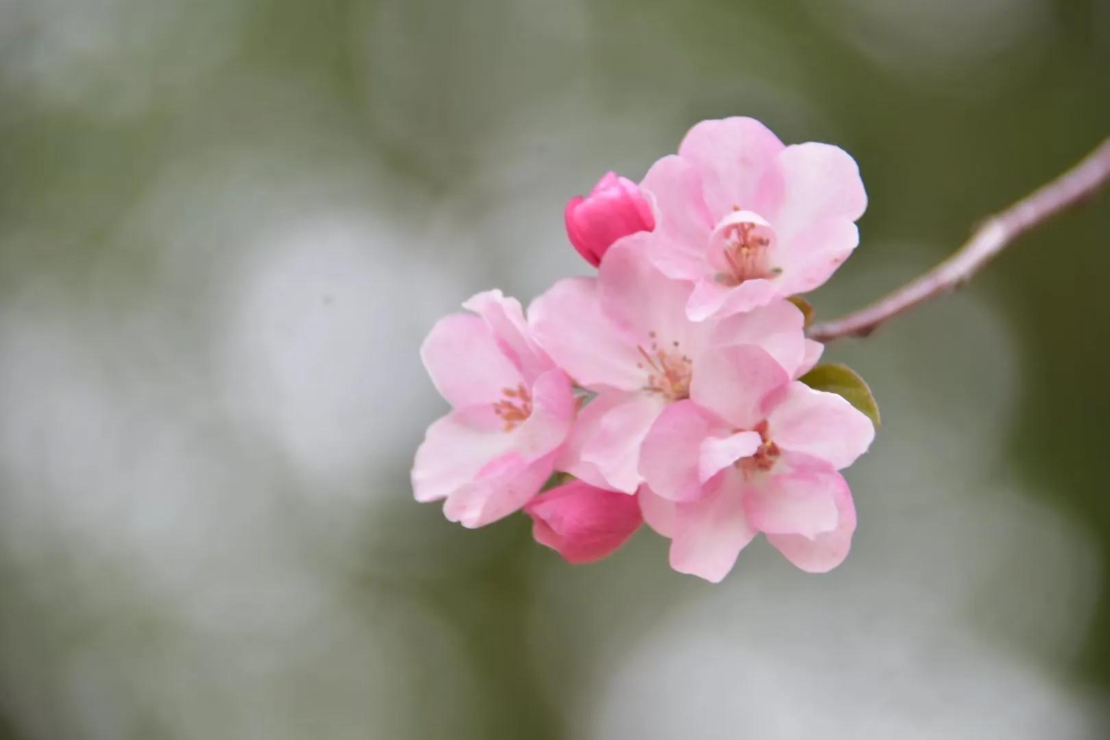梨花飞情人泪广场舞完整版,梨花飞情人泪二胡独奏