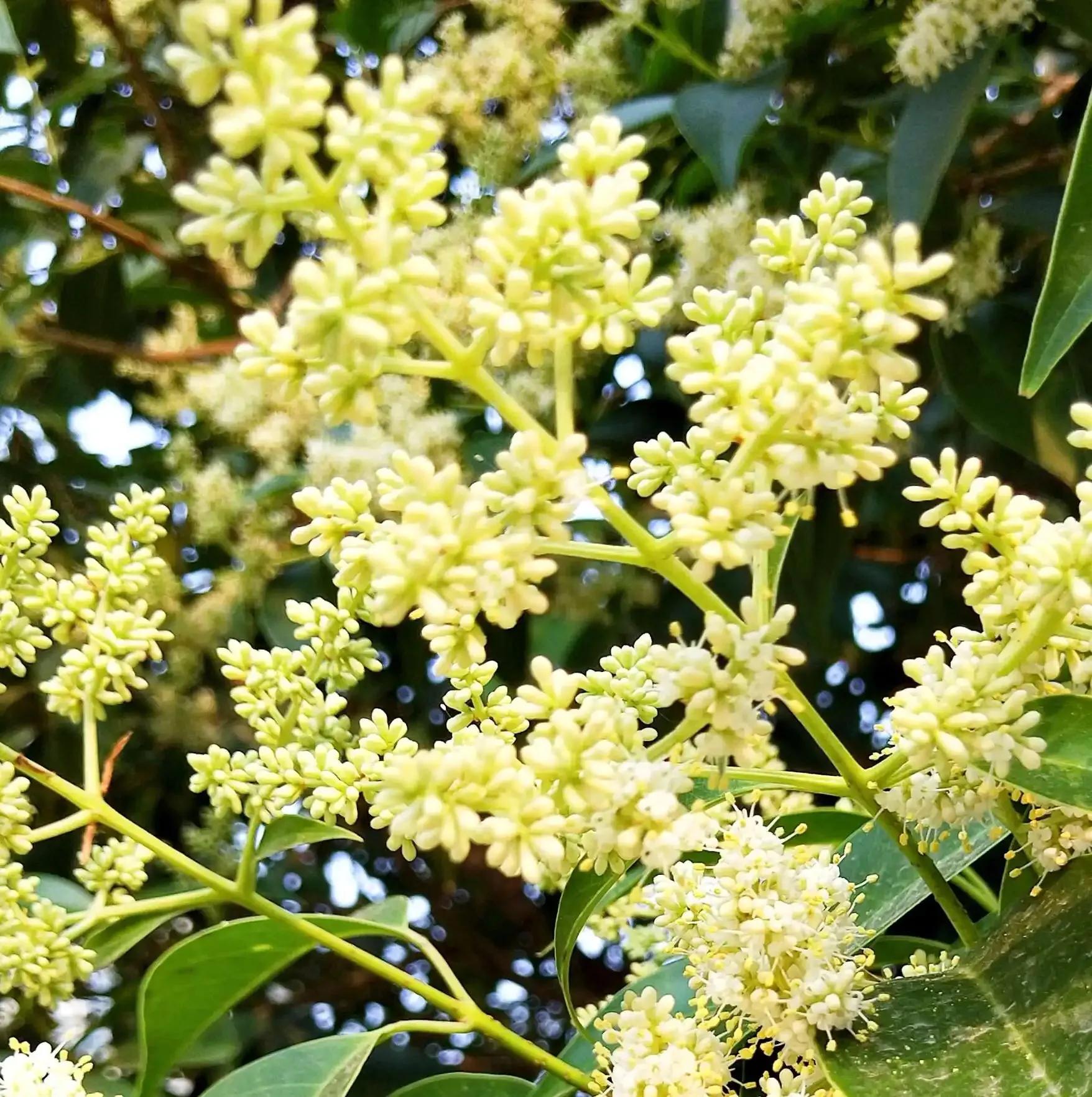 女贞有毒吗,大叶女贞又叫火炮树