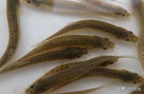 一亩塘要放多少鱼鳅苗,一亩泥鳅池要多少化肥