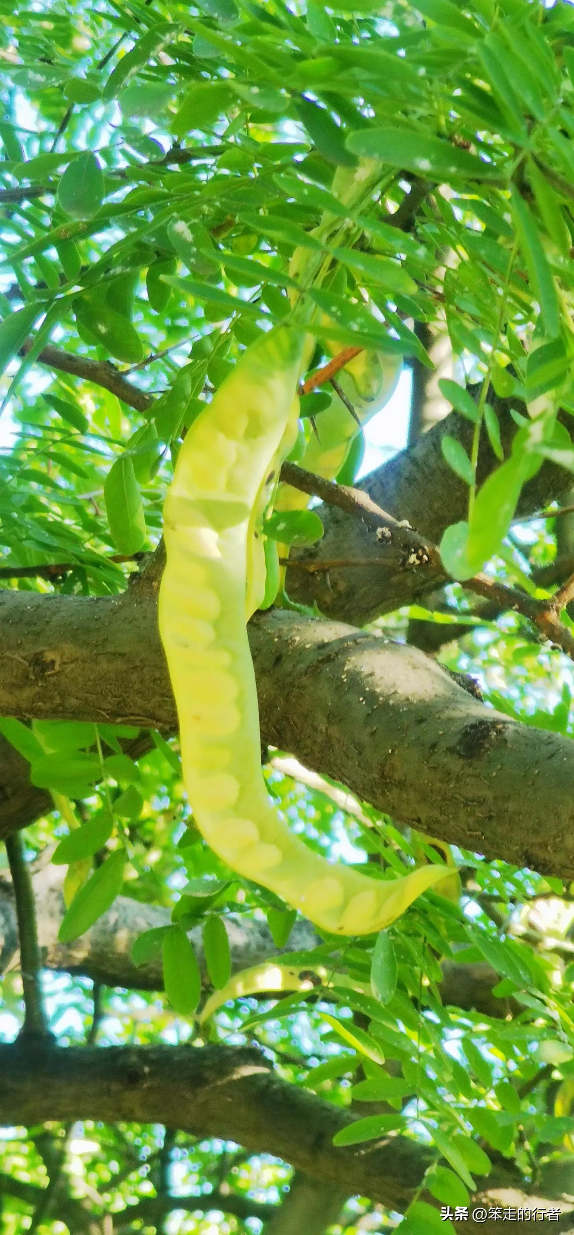 大皂角是皂荚吗,皂荚和长皂角