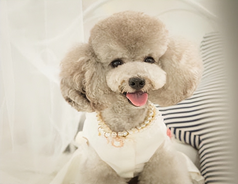 宠物美容加盟店怎么开好呢,宠物美容店加盟哪家好