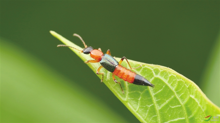 海南常见的有毒的虫子,海南一种很小的黑色毒虫