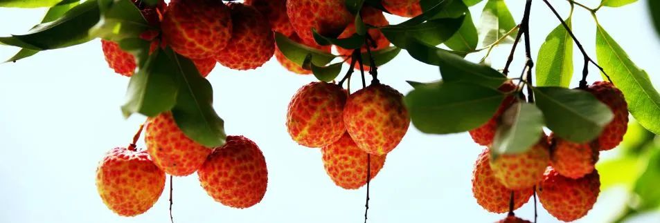 合江是长江出川的最后一个县城吗,四川合江长江