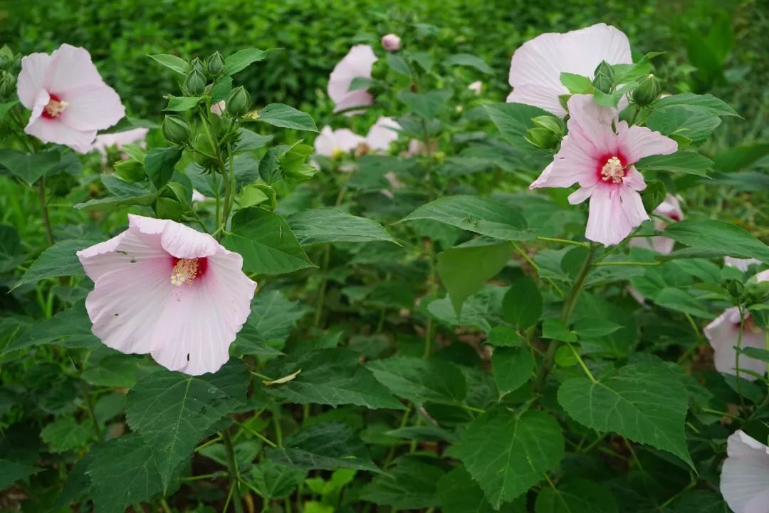 150种常见药用植物大全,150余种常见药用植物花期组图