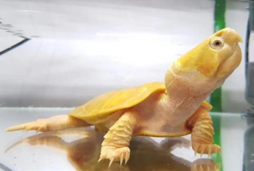 新手养龟与老手养龟的区别,你以为的养龟和实际上的养龟