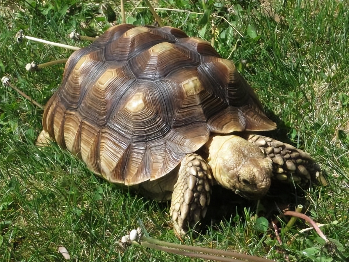 男子在臭水沟捡到一只乌龟,男子在河边捡到两只大乌龟