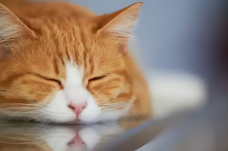 刚买的小猫一星期死亡,新买的小猫回来两天就生病怎么办