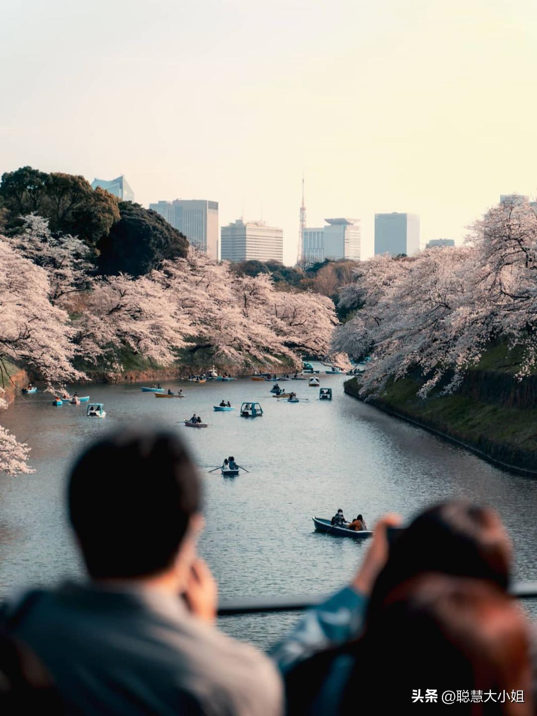 日本樱花花海浪漫之旅,日本旅游看樱花之旅攻略