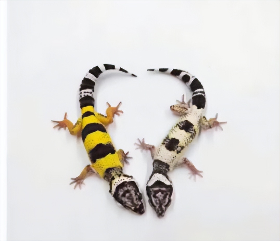 网上买观赏鱼用品,网上买观赏鱼需要处理吗