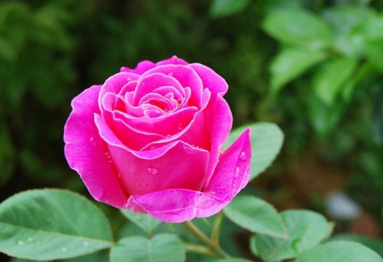 关于月季花的优美诗句,描写月季的诗句古诗名句