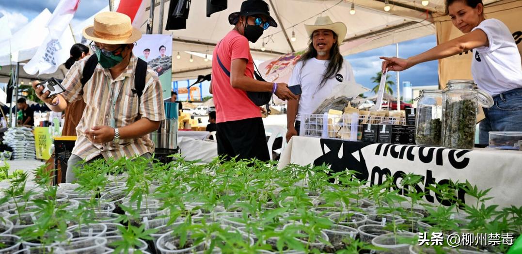 泰国*麻大**合法化以后，出国旅游留学怎样防止不慎染毒…...