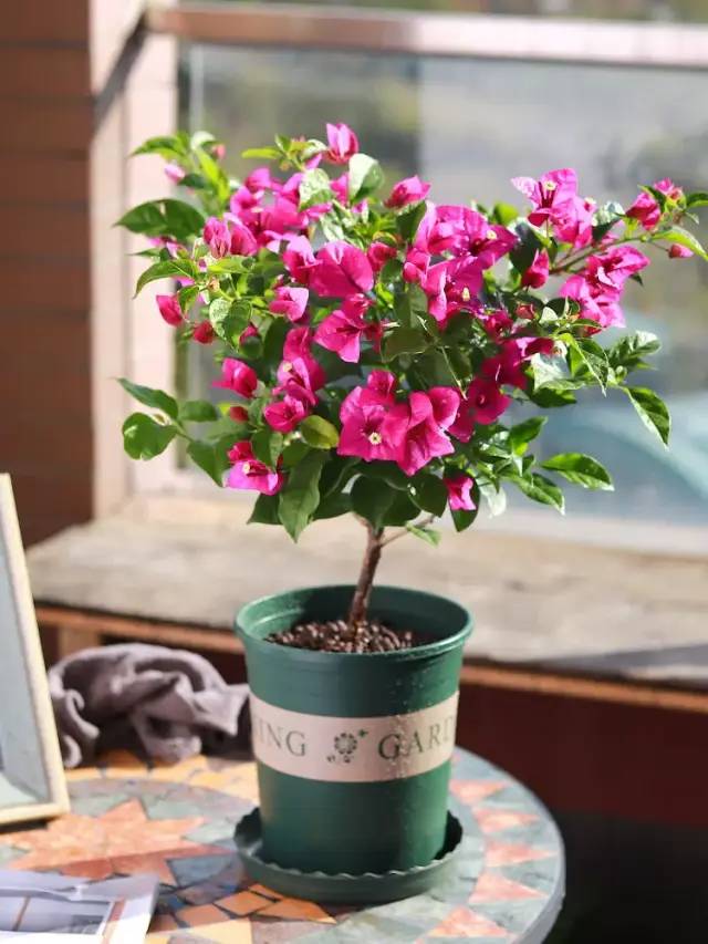 30种适合懒人养的花三角梅耐寒吗,三角梅养花技巧及知识大全详解