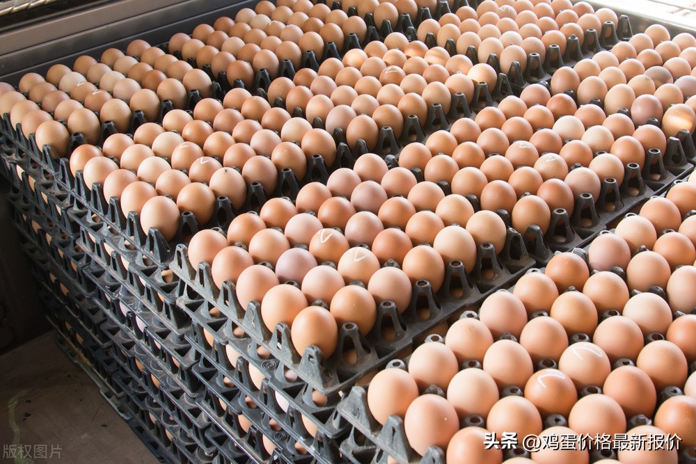 2022年下半年鸡蛋价格专家预测,今日鸡蛋价格行情12月29号