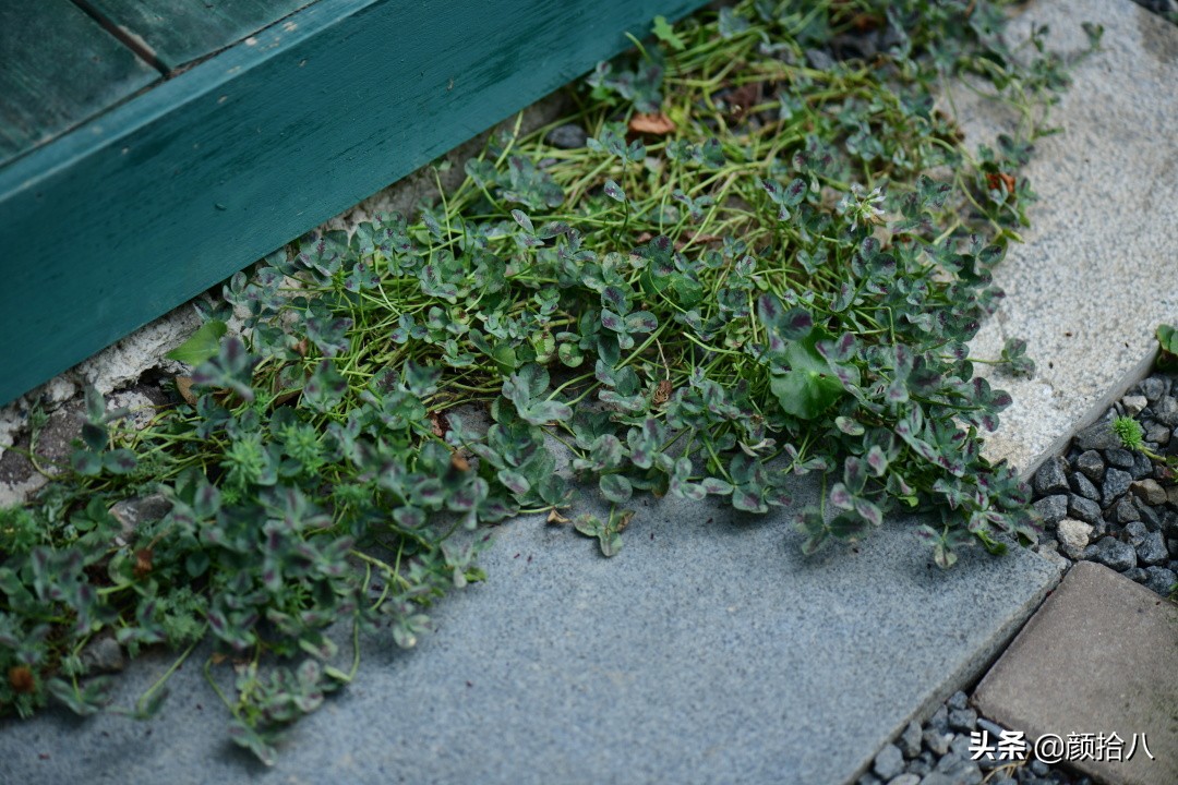 看到你的花园那么惨，我就安心了|园丁